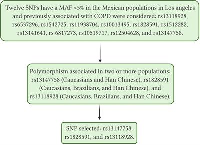 The SNP rs13147758 in the HHIP Gene Is Associated With COPD Susceptibility, Serum, and Sputum Protein Levels in Smokers
